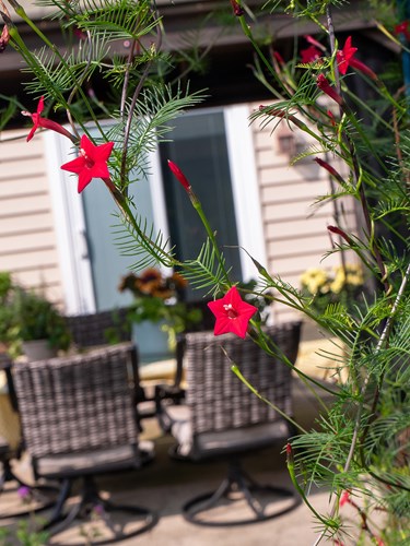 Cypress Vine (Ipomoea quamoclit)
The dark red tubular flowers.